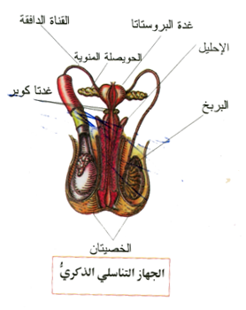 zawaj364 (2).png - 72.72 kB 